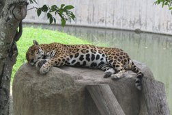 Los Jaguares
